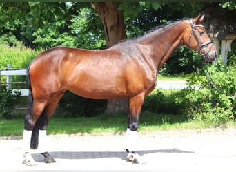 Hannoveraner, Stute, 4 Jahre, 168 cm, Brauner
