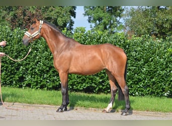 Hannoveraner, Stute, 4 Jahre, 168 cm, Brauner
