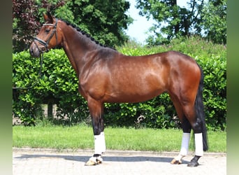 Hannoveraner, Stute, 4 Jahre, 168 cm, Brauner