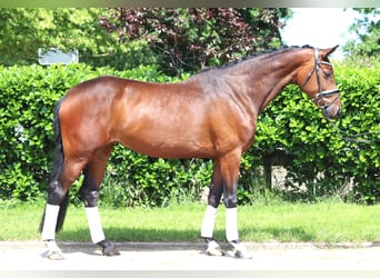 Hannoveraner, Stute, 4 Jahre, 168 cm, Brauner