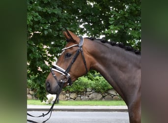 Hannoveraner, Stute, 4 Jahre, 168 cm, Brauner