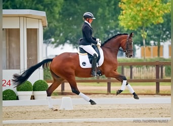Hannoveraner, Stute, 4 Jahre, 168 cm, Brauner