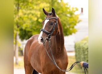Hannoveraner, Stute, 4 Jahre, 168 cm, Brauner