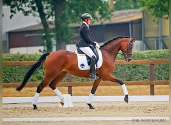 Hannoveraner, Stute, 4 Jahre, 168 cm, Brauner