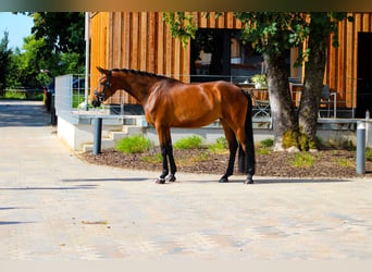 Hannoveraner, Stute, 4 Jahre, 168 cm, Brauner