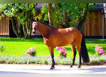 Hannoveraner, Stute, 4 Jahre, 168 cm, Brauner