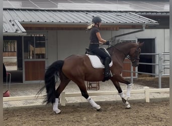 Hannoveraner, Stute, 4 Jahre, 168 cm, Brauner