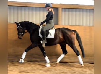Hannoveraner, Stute, 4 Jahre, 168 cm, Brauner
