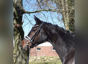 Hannoveraner, Stute, 4 Jahre, 168 cm, Brauner