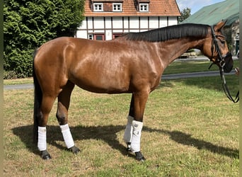 Hannoveraner, Stute, 4 Jahre, 168 cm, Brauner