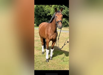 Hannoveraner, Stute, 4 Jahre, 168 cm, Brauner