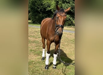 Hannoveraner, Stute, 4 Jahre, 168 cm, Brauner