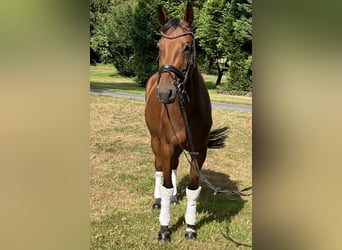 Hannoveraner, Stute, 4 Jahre, 168 cm, Brauner