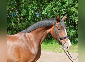Hannoveraner, Stute, 4 Jahre, 168 cm, Brauner