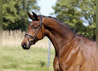 Hannoveraner, Stute, 4 Jahre, 168 cm, Brauner