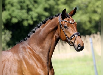 Hannoveraner, Stute, 4 Jahre, 168 cm, Brauner