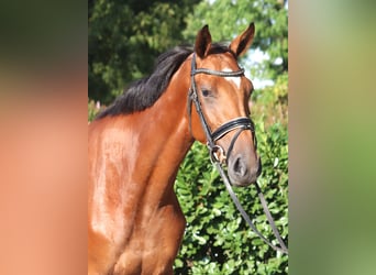 Hannoveraner, Stute, 4 Jahre, 168 cm, Brauner