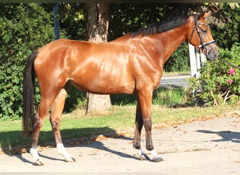 Hannoveraner, Stute, 4 Jahre, 168 cm, Brauner