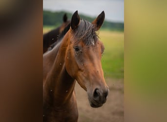 Hannoveraner, Stute, 4 Jahre, 168 cm, Brauner