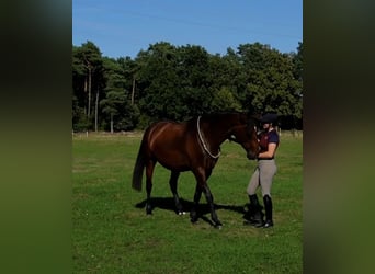 Hannoveraner, Stute, 4 Jahre, 168 cm, Brauner