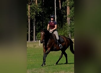Hannoveraner, Stute, 4 Jahre, 168 cm, Brauner