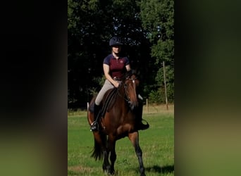 Hannoveraner, Stute, 4 Jahre, 168 cm, Brauner
