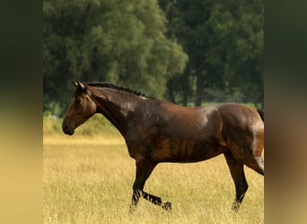 Hannoveraner, Stute, 4 Jahre, 168 cm, Brauner