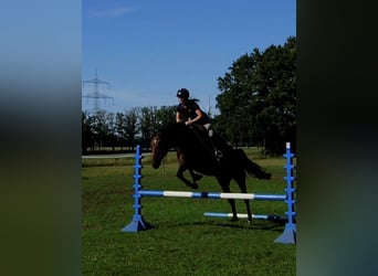 Hannoveraner, Stute, 4 Jahre, 168 cm, Brauner