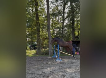 Hannoveraner, Stute, 4 Jahre, 168 cm, Brauner