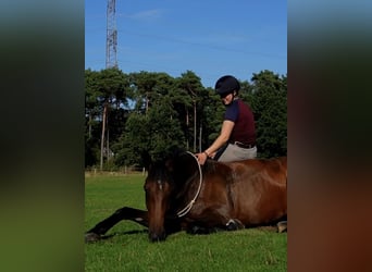 Hannoveraner, Stute, 4 Jahre, 168 cm, Brauner