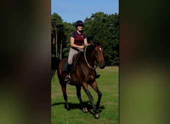 Hannoveraner, Stute, 4 Jahre, 168 cm, Brauner