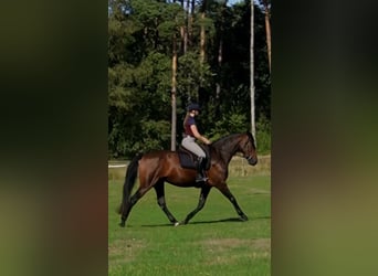 Hannoveraner, Stute, 4 Jahre, 168 cm, Brauner