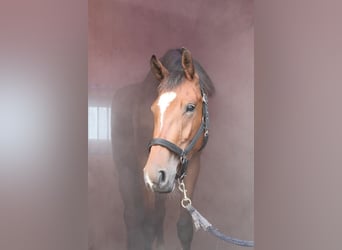 Hannoveraner, Stute, 4 Jahre, 168 cm, Brauner