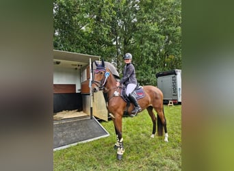 Hannoveraner, Stute, 4 Jahre, 168 cm, Brauner