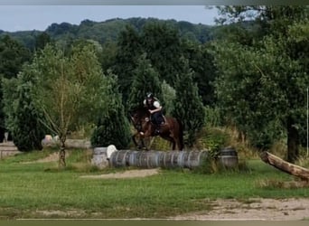 Hannoveraner, Stute, 4 Jahre, 168 cm, Brauner