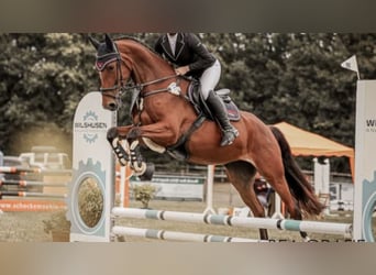 Hannoveraner, Stute, 4 Jahre, 168 cm, Brauner