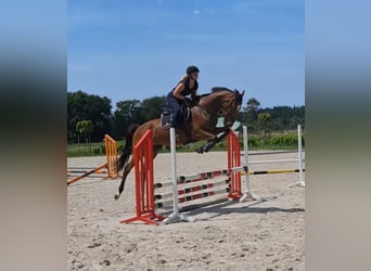 Hannoveraner, Stute, 4 Jahre, 168 cm, Brauner