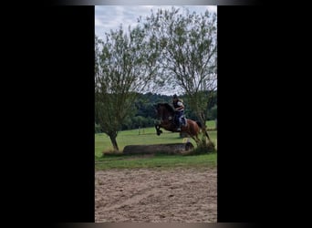 Hannoveraner, Stute, 4 Jahre, 168 cm, Brauner