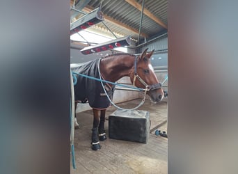 Hannoveraner, Stute, 4 Jahre, 168 cm, Brauner