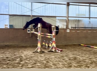 Hannoveraner, Stute, 4 Jahre, 168 cm, Brauner