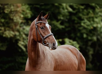 Hannoveraner, Stute, 4 Jahre, 168 cm, Brauner