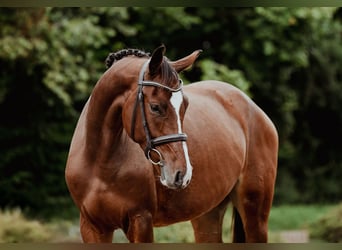 Hannoveraner, Stute, 4 Jahre, 168 cm, Brauner