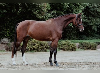 Hannoveraner, Stute, 4 Jahre, 168 cm, Brauner