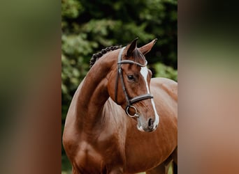 Hannoveraner, Stute, 4 Jahre, 168 cm, Brauner