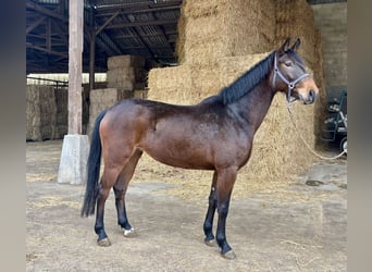 Hannoveraner, Stute, 4 Jahre, 168 cm, Brauner