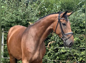 Hannoveraner, Stute, 4 Jahre, 168 cm, Brauner