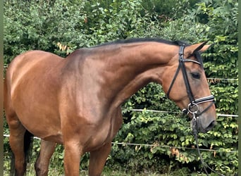 Hannoveraner, Stute, 4 Jahre, 168 cm, Brauner