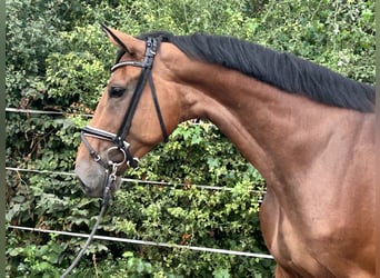 Hannoveraner, Stute, 4 Jahre, 168 cm, Brauner