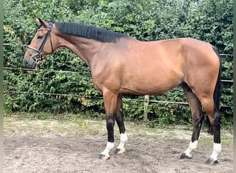 Hannoveraner, Stute, 4 Jahre, 168 cm, Brauner