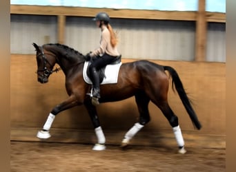 Hannoveraner, Stute, 4 Jahre, 168 cm, Dunkelbrauner